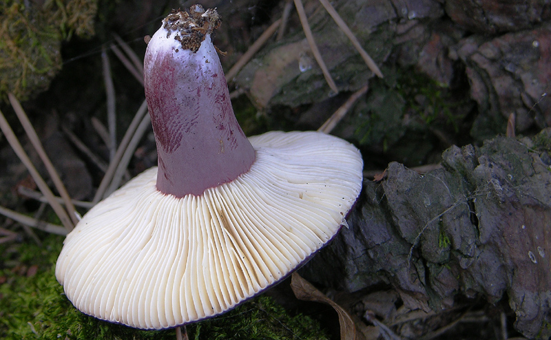 Russula da determinare (cfr. Russula torulosa)